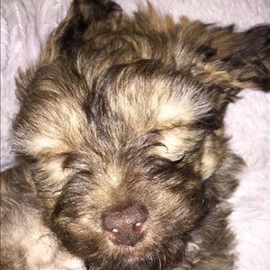 Meet your Posher, Genessis